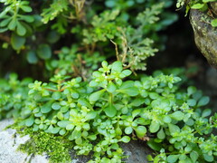 Sedum actinocarpum