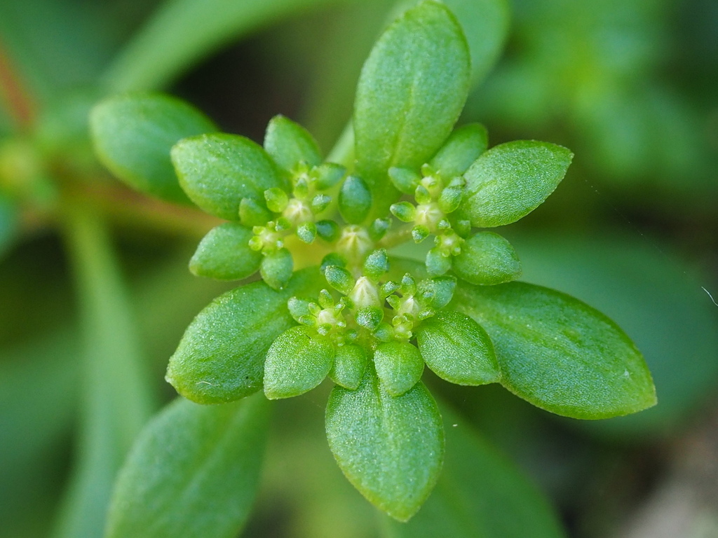 Sedum actinocarpum
