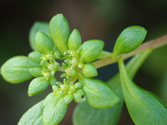 Sedum actinocarpum