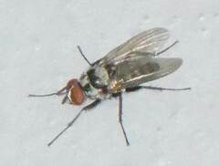 Anthomyia pluvialis
