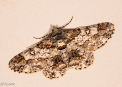 Cleora alienaria