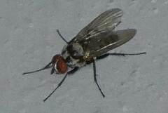 Anthomyia pluvialis