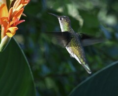 Elliotomyia chionogaster
