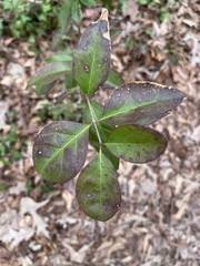 Vaccinium arboreum