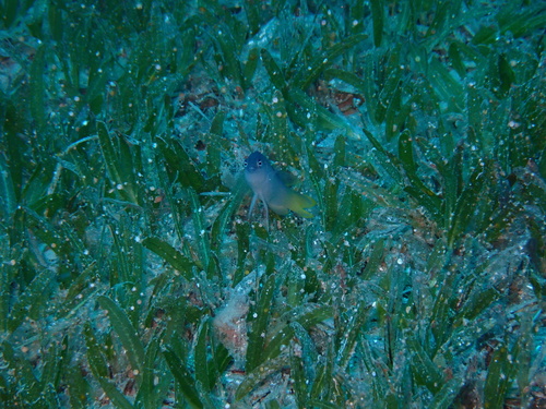 Pseudochromis pesi observed 2021-12-07