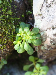 Sedum actinocarpum