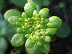 Sedum actinocarpum