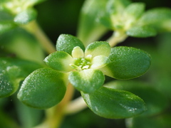 Sedum actinocarpum