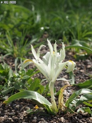 Iris palaestina