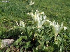 Iris palaestina