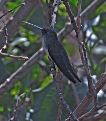 Elliotomyia chionogaster