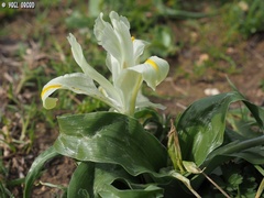 Iris palaestina
