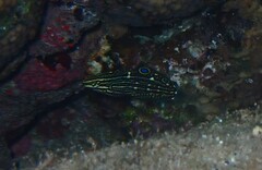 Halichoeres marginatus