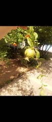 Punica granatum