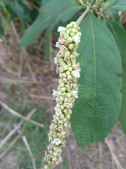 Varronia curassavica