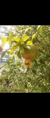 Punica granatum