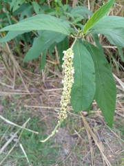 Varronia curassavica