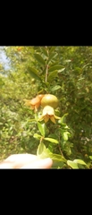 Punica granatum
