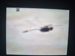 Zygonoides fuelleborni