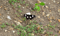 Hypolimnas misippus