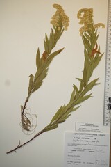 Solidago lepida lepida