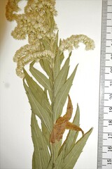Solidago lepida lepida