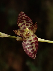 Pleurothallis restrepioides