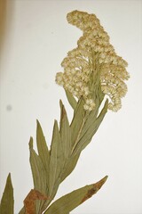 Solidago lepida lepida