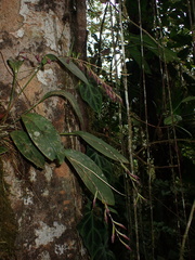 Pleurothallis restrepioides