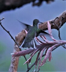 Elliotomyia chionogaster