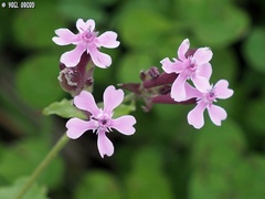 Silene aegyptiaca