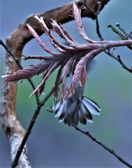 Elliotomyia chionogaster