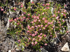 Erica spumosa