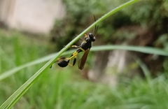 Sceliphron madraspatanum