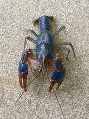 Cambarus deweesae