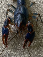 Cambarus deweesae