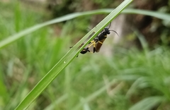 Sceliphron madraspatanum