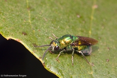 Chrysis lincea