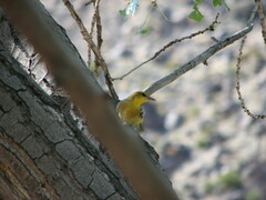 Icterus bullockii