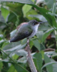 Elliotomyia chionogaster