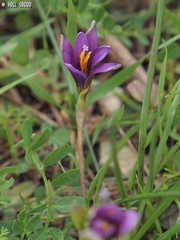 Romulea phoenicia