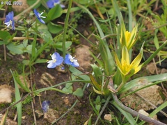Gagea commutata