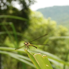 Diphlebia euphoeoides