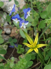 Gagea commutata