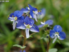 Veronica syriaca