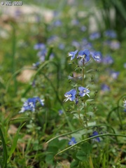 Veronica syriaca
