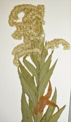Solidago lepida lepida