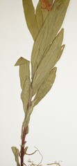 Solidago lepida lepida