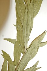 Solidago lepida lepida