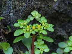 Sedum actinocarpum